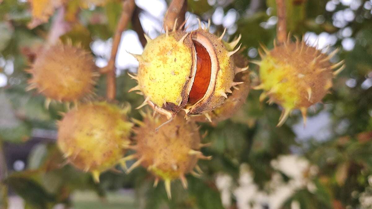 Beim Weinböhlaer Herbstfest beteiligen sich so viele Partner wie nie zuvor