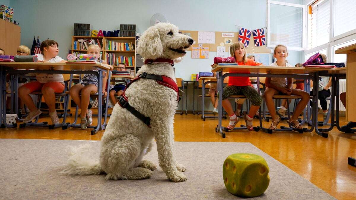 Auf den Hund gekommen: Sieben gute Nachrichten aus Sachsen