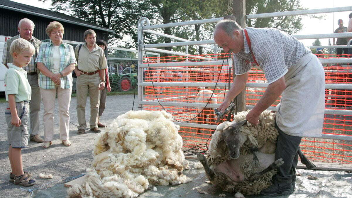 Traktoren, Tiere & Musik: Schaf- und Wollmarkt lädt ins Haselbachtal