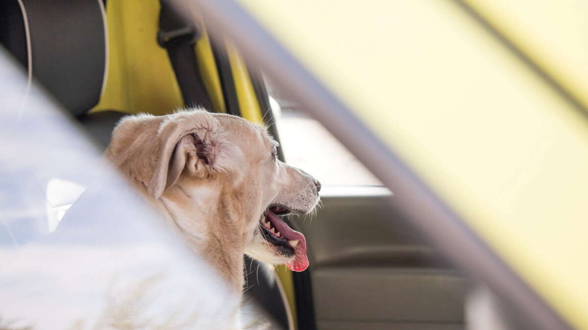 Zwickau: Aus überhitztem Auto geretteter Hund stirbt