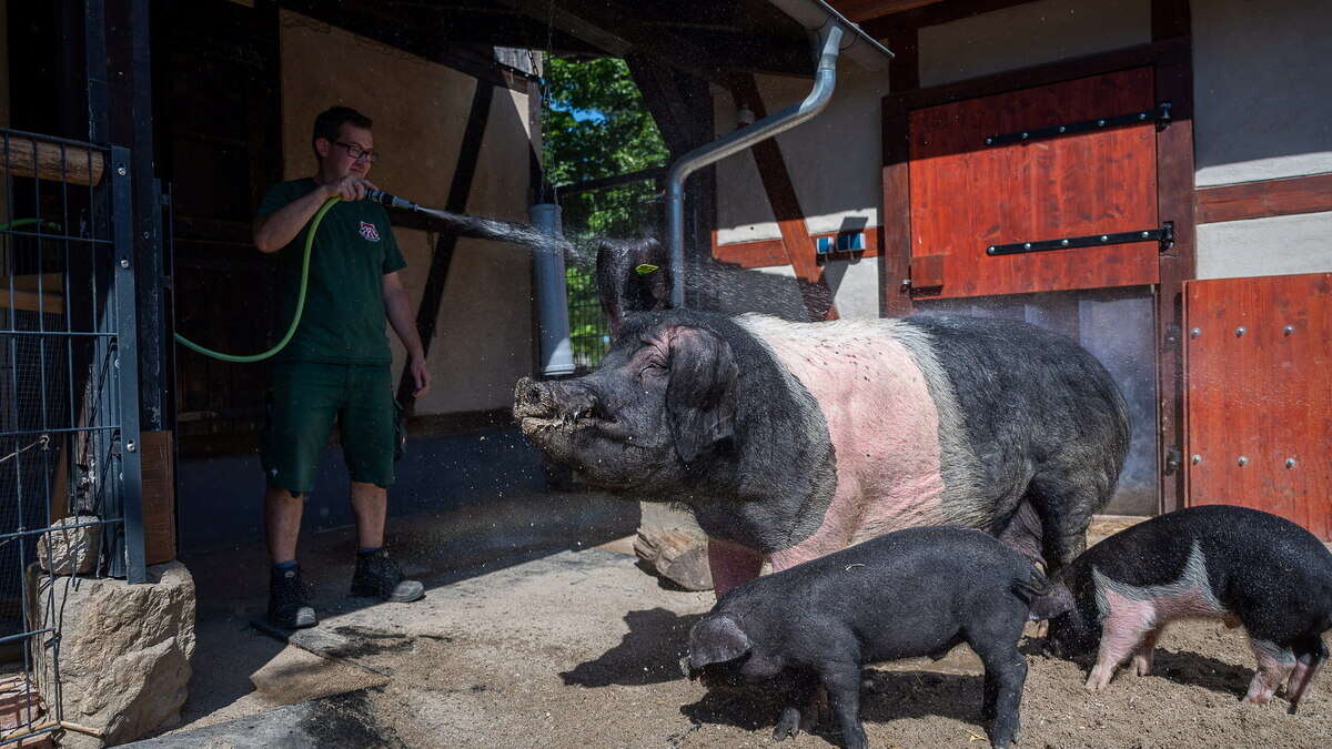 Hier wird das Görlitzer EM-Orakel nass gemacht