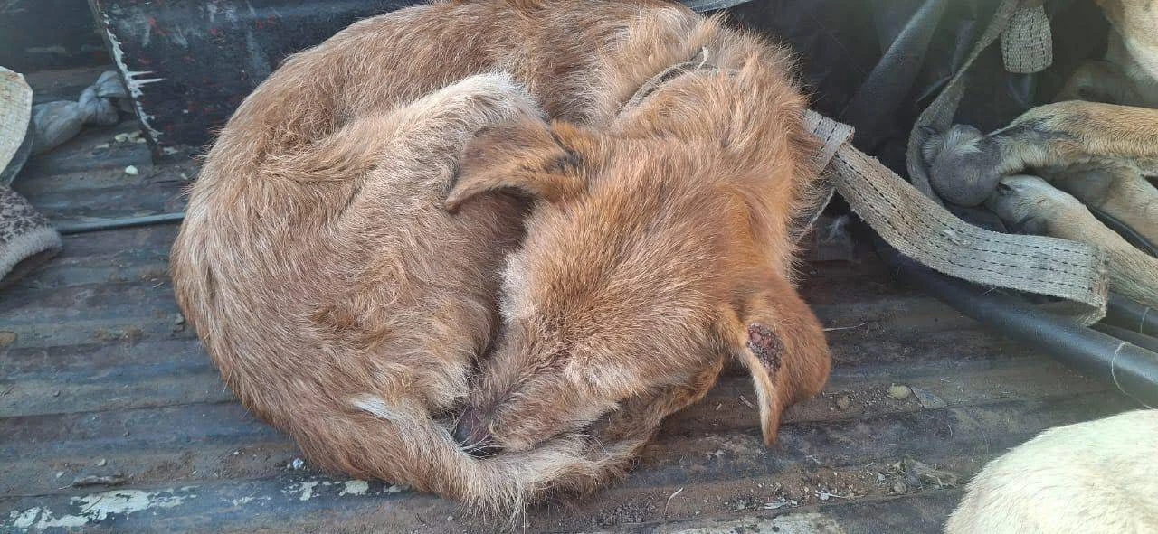 DBV waarsku oor onwettige jag met honde in Vrystaat