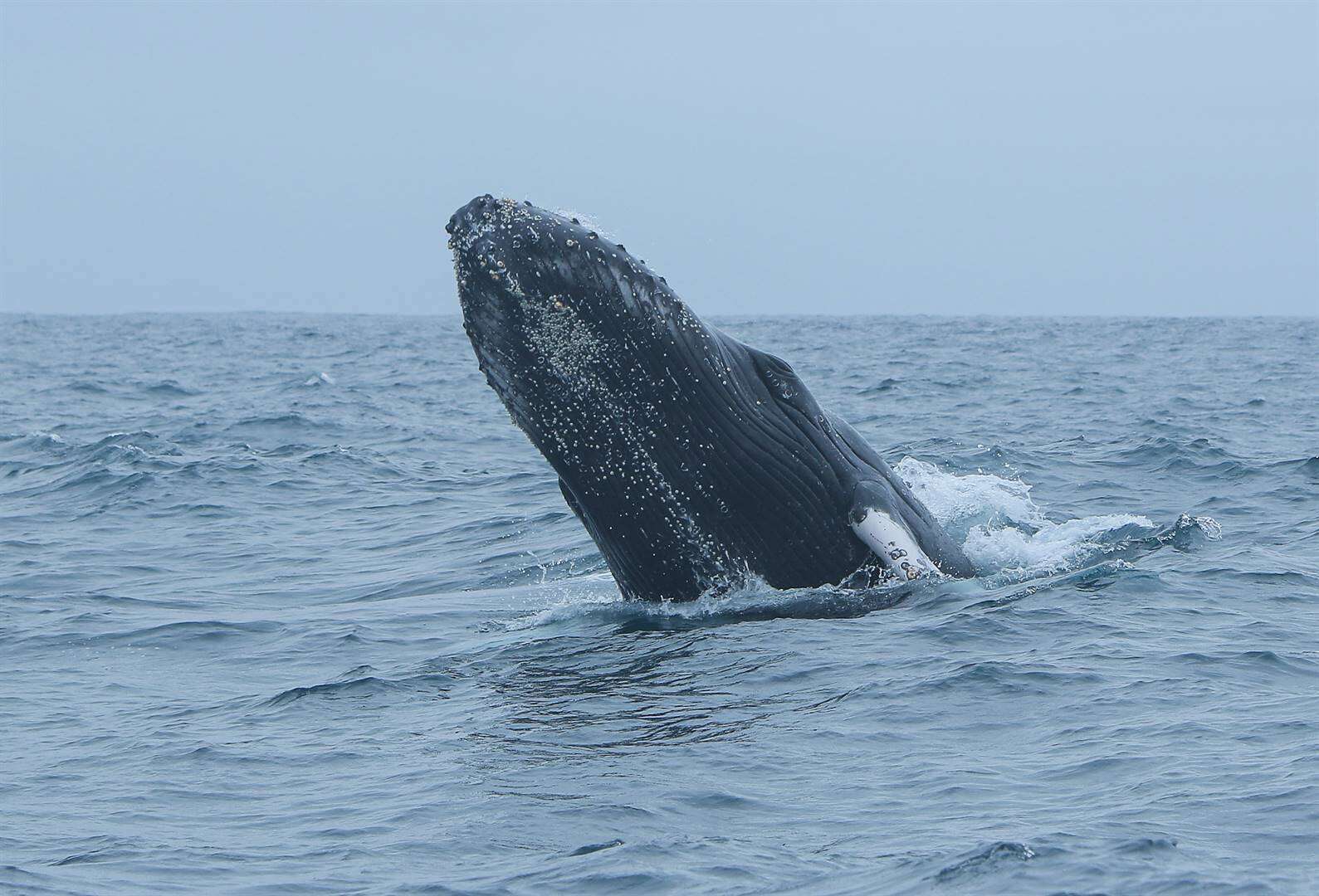 Walvis gooi boot om aan Amerikaanse kus