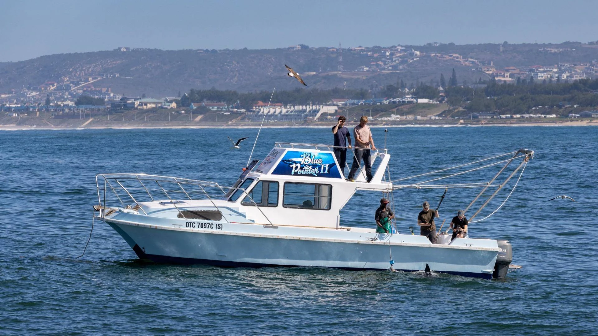 Kommer ná dood van gemerkte haai van Mosselbaai in KZN