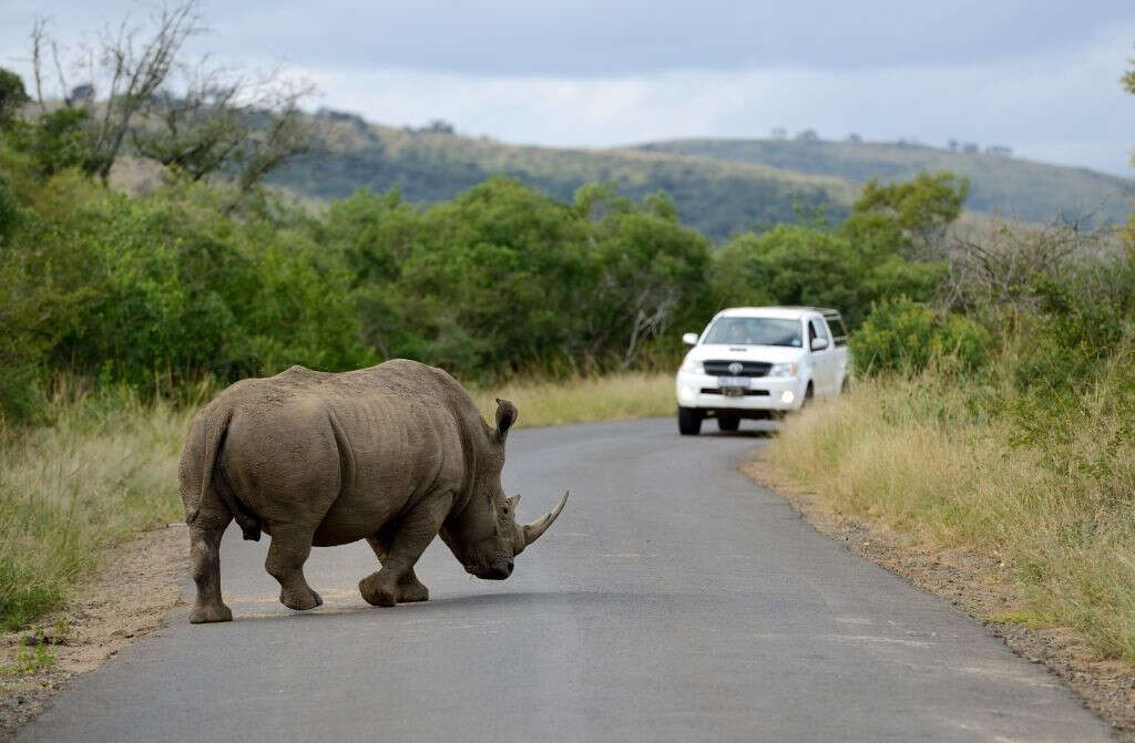 Rangers, a helicopter and 40km fence: Inside the plan to reduce rhino poaching in KZN