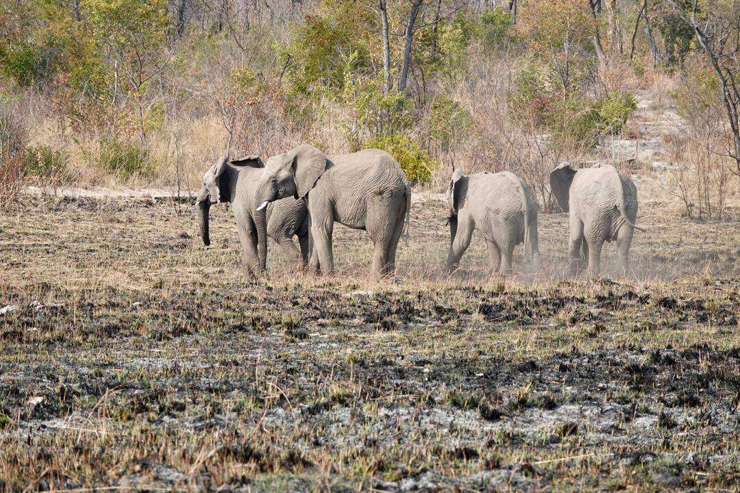 Olifante uit die dorre noorde van Namibië in Angolese park hervestig