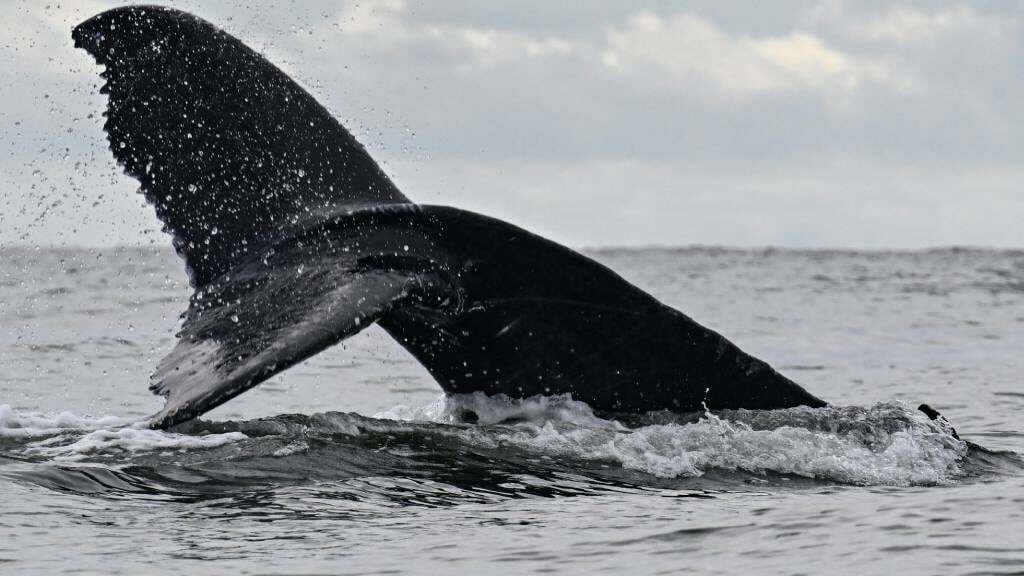 'I thought it had eaten me': Humpback whale swallows Chile kayaker, spits him out