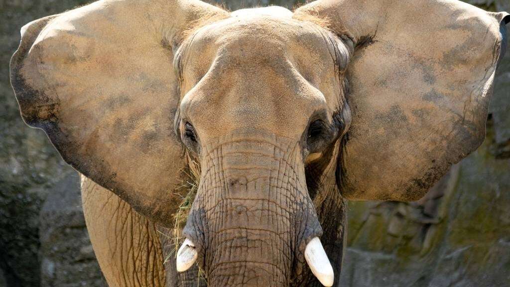 Tourist dies after being trampled by elephant at Kruger National Park