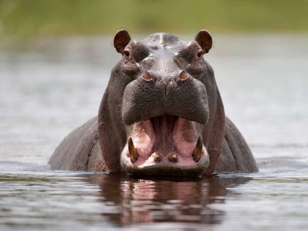 Five trapped hippos die as Namibia grapples with drought