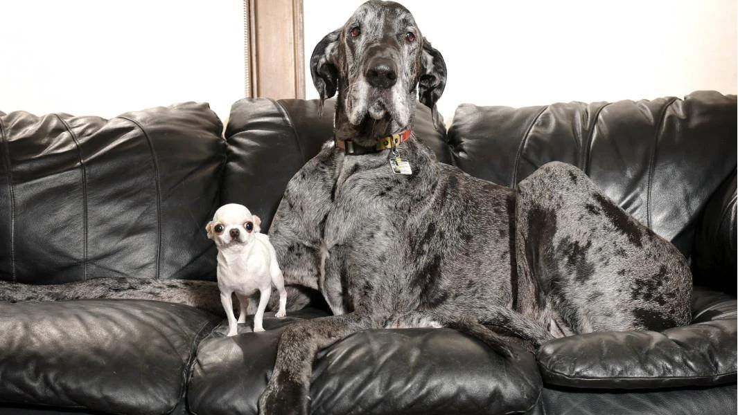 Dié honde raak maats – ondanks die afstand