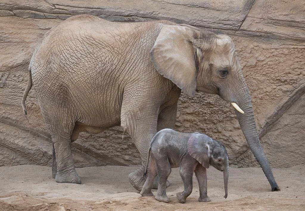 Twee vriendinne sterf nadat olifant in Zambië hulle aanval