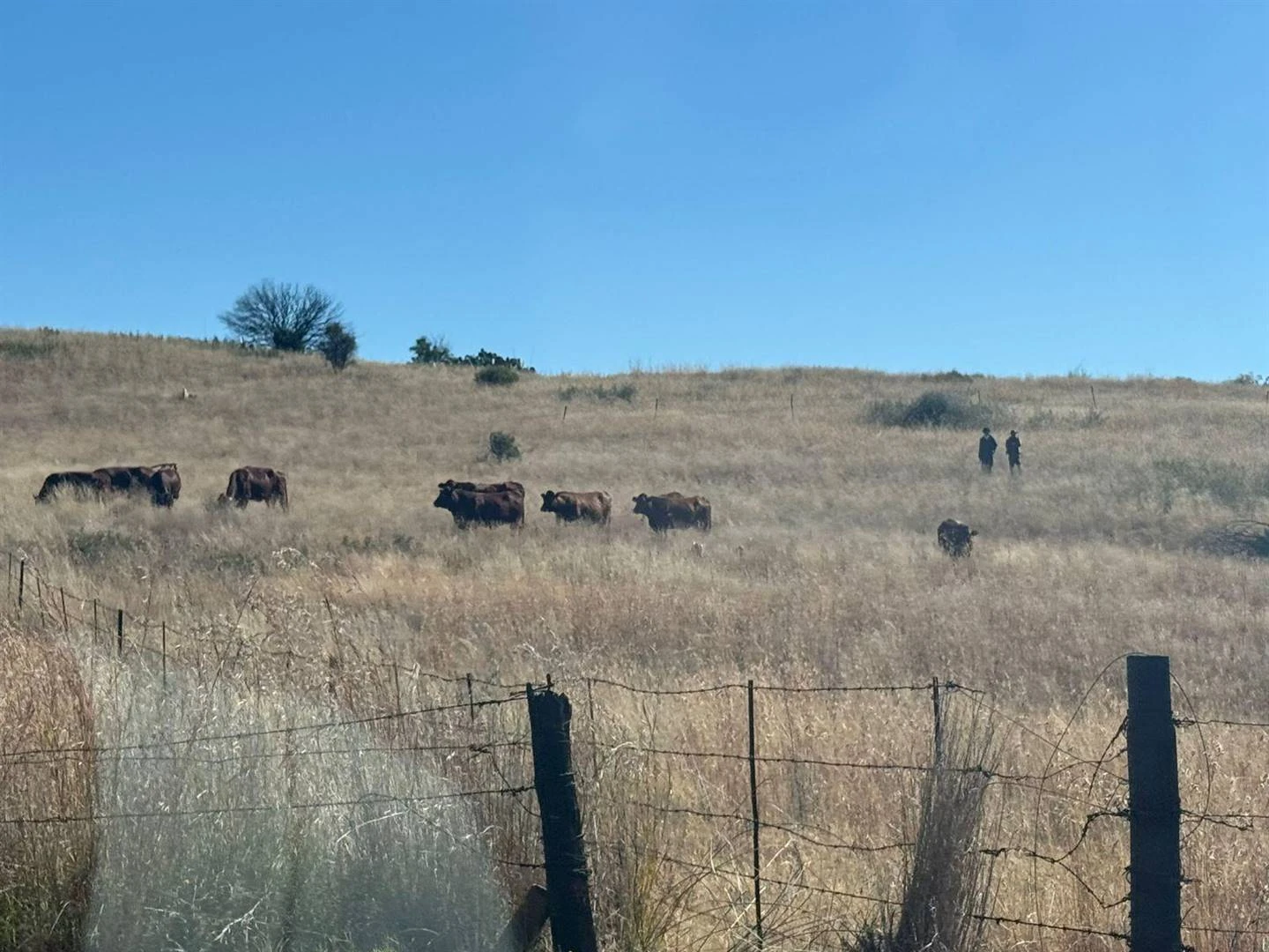 Bloem-inwoners boos oor beeste in hul spogbuurt