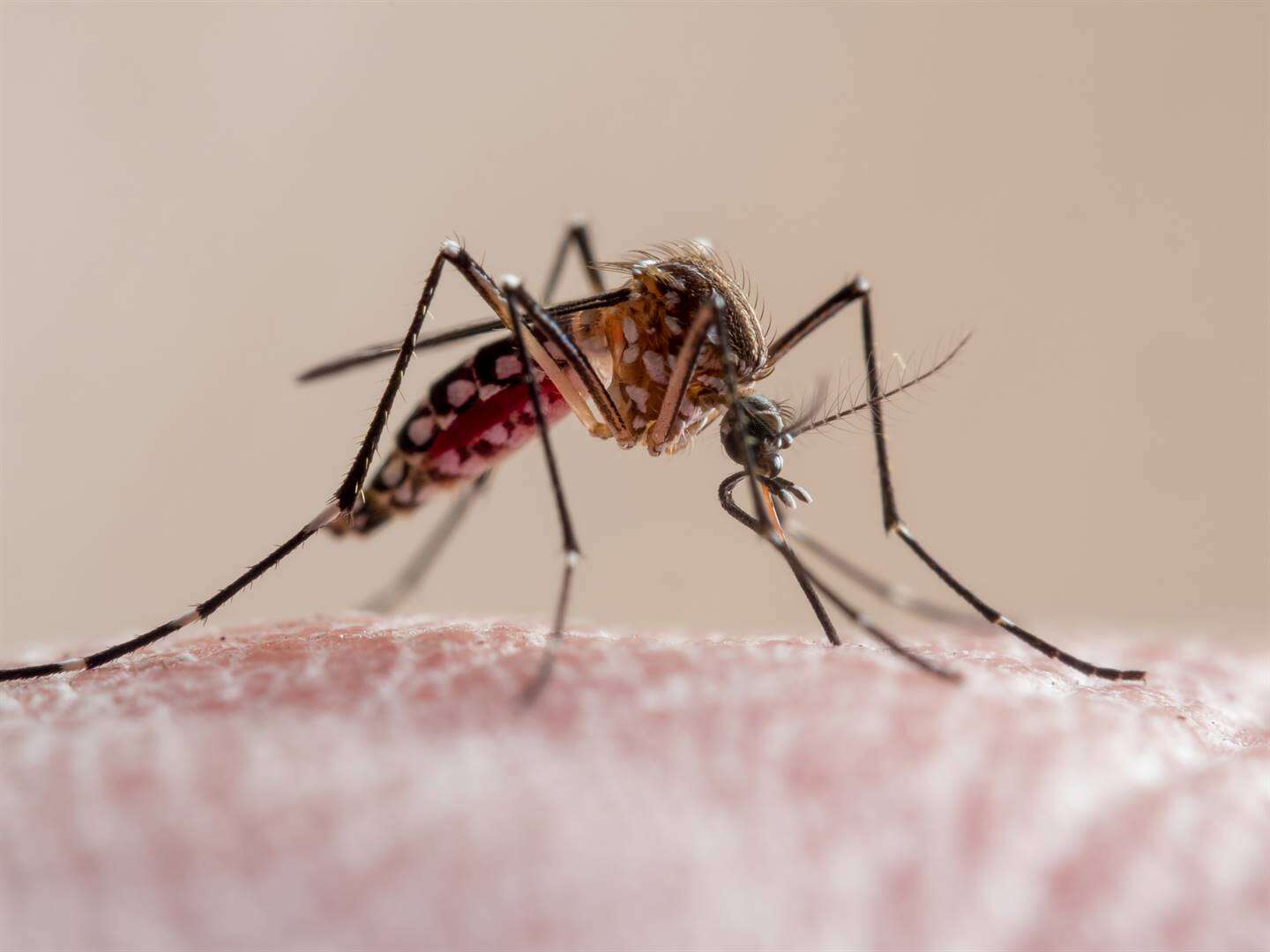 'Disease that plagued pharaohs': Egypt joins elite group of malaria-free nations in Africa