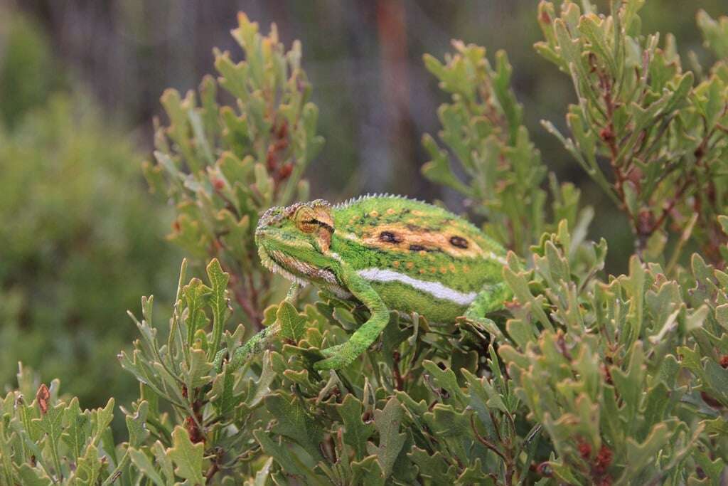 Saving species: Cape Flats Nature Reserve fighting highest plant extinction rate in the world