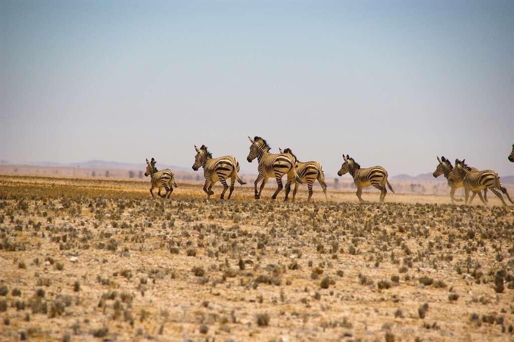 Internasionale organisasie veroordeel Namibië se besluit om wild uit te dun