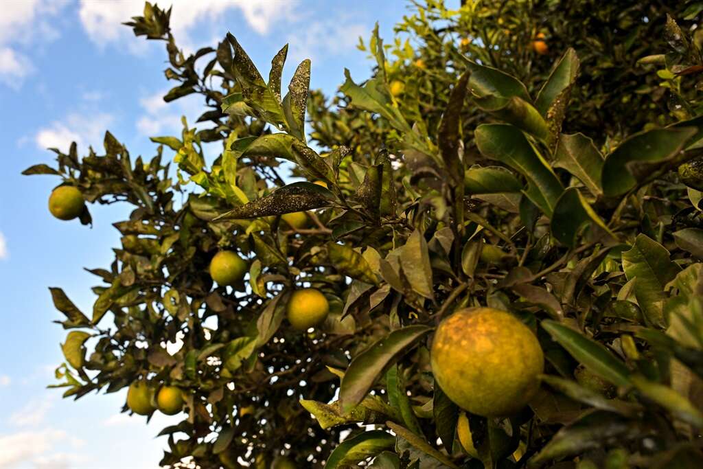 SA citrus exporters face threat of new 'greening' disease