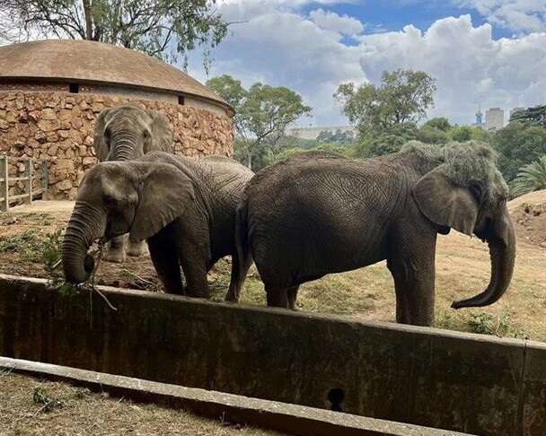 Diereregte-organisasies weer na hof oor olifante in Jhb-dieretuin