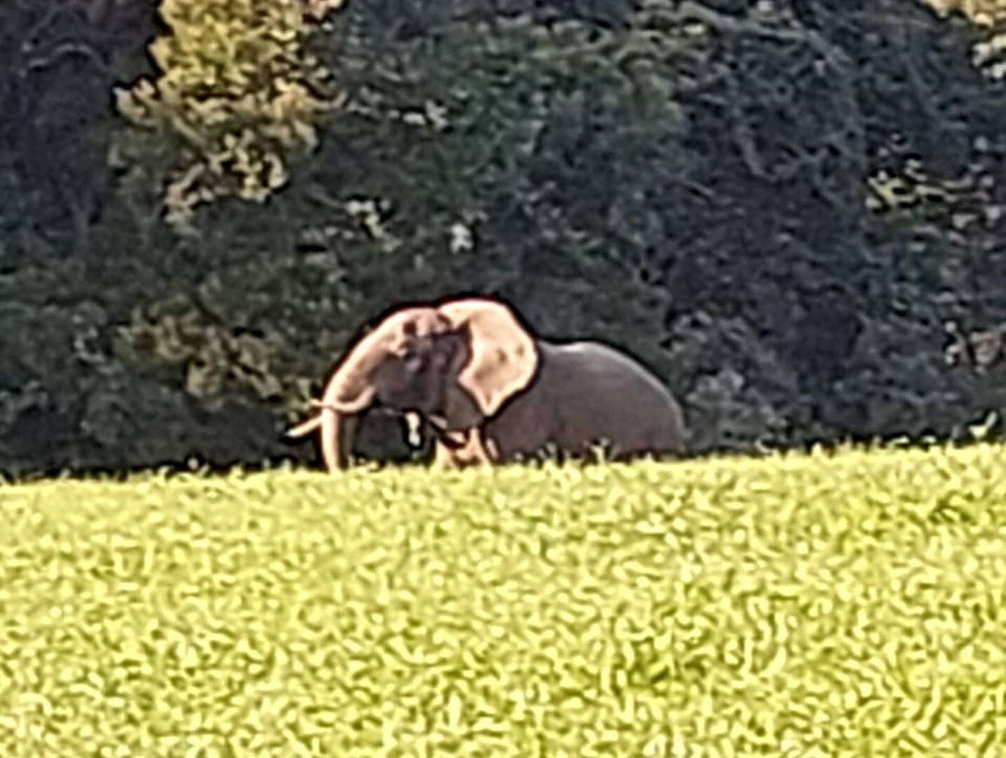 KYK | Knysna-olifant kuier (weer) op plaas in Karatara-gebied