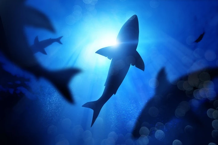 Catch of the day: George fisherman dragged out to sea after netting shark