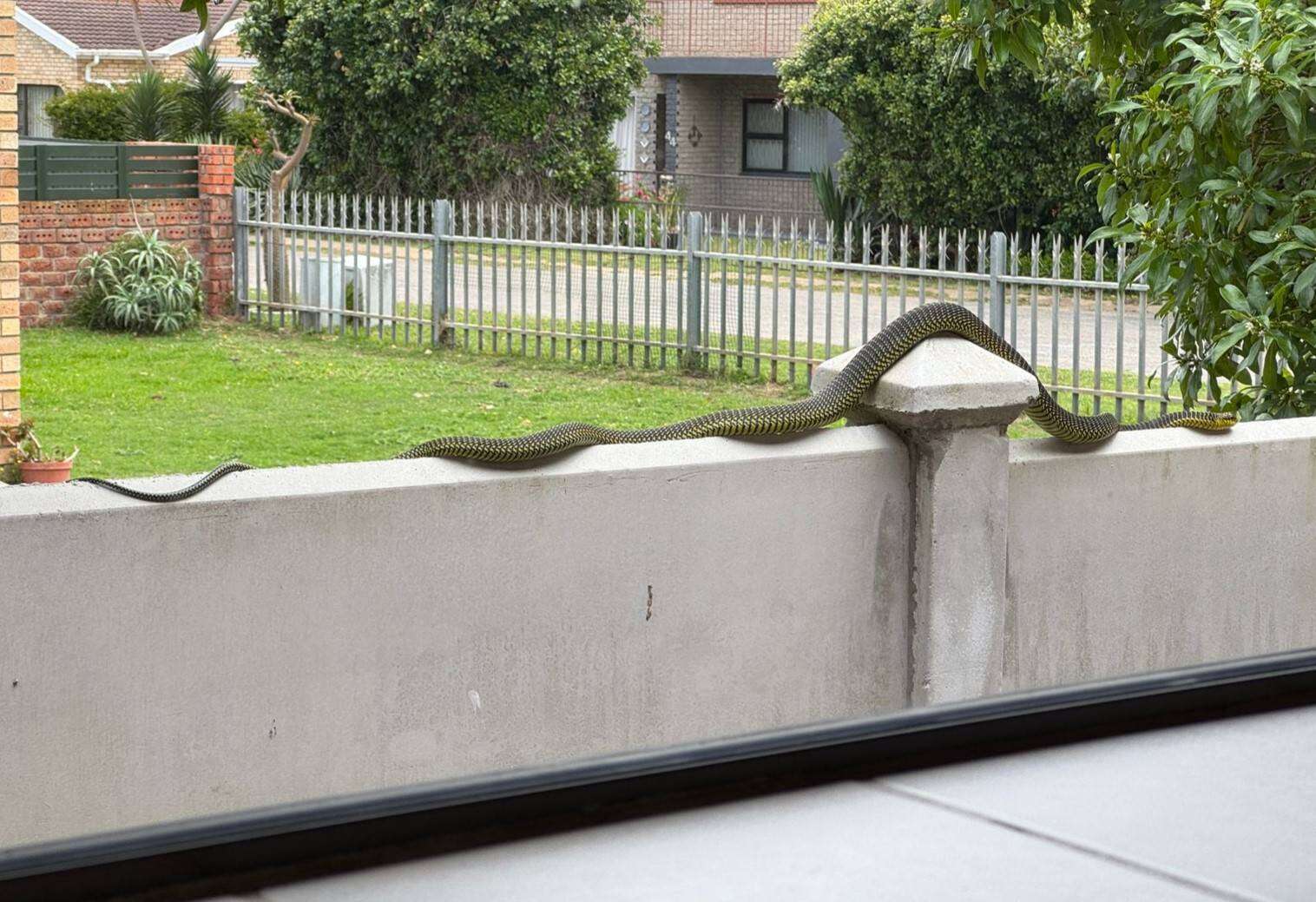 ‘Luislang’ in Jeffreysbaai toe volgroeide boomslang