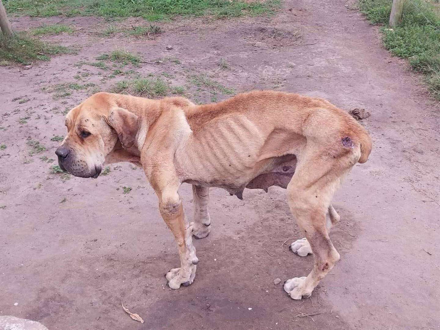 Eienaar van boerboelteelplaas skuldig aan dieremishandeling