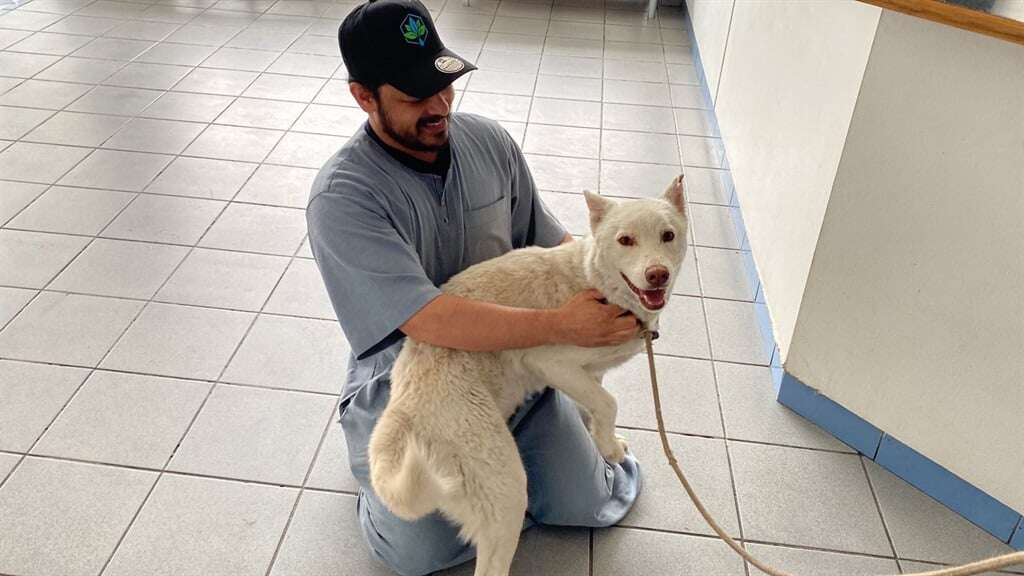 This husky was separated from his owner for a year after a robbery – then fate reunited them