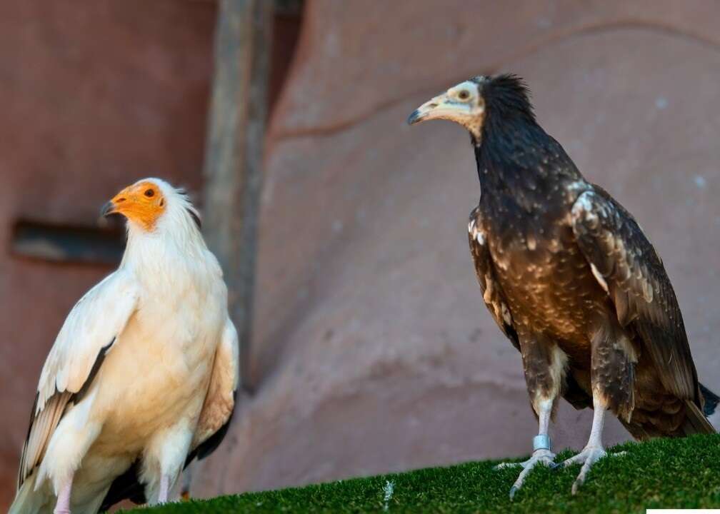 Born to soar: Two Egyptian vultures brought to SA in hopes of restarting extinct population