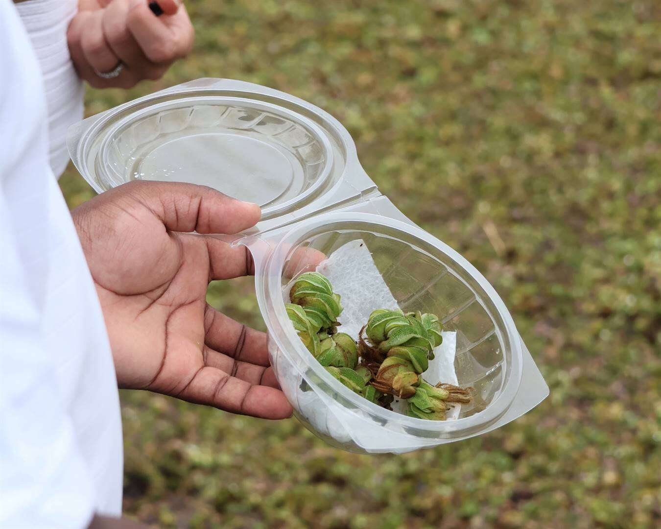 Snoetkewers in Harties-dam vrygelaat om indringerplante te teiken