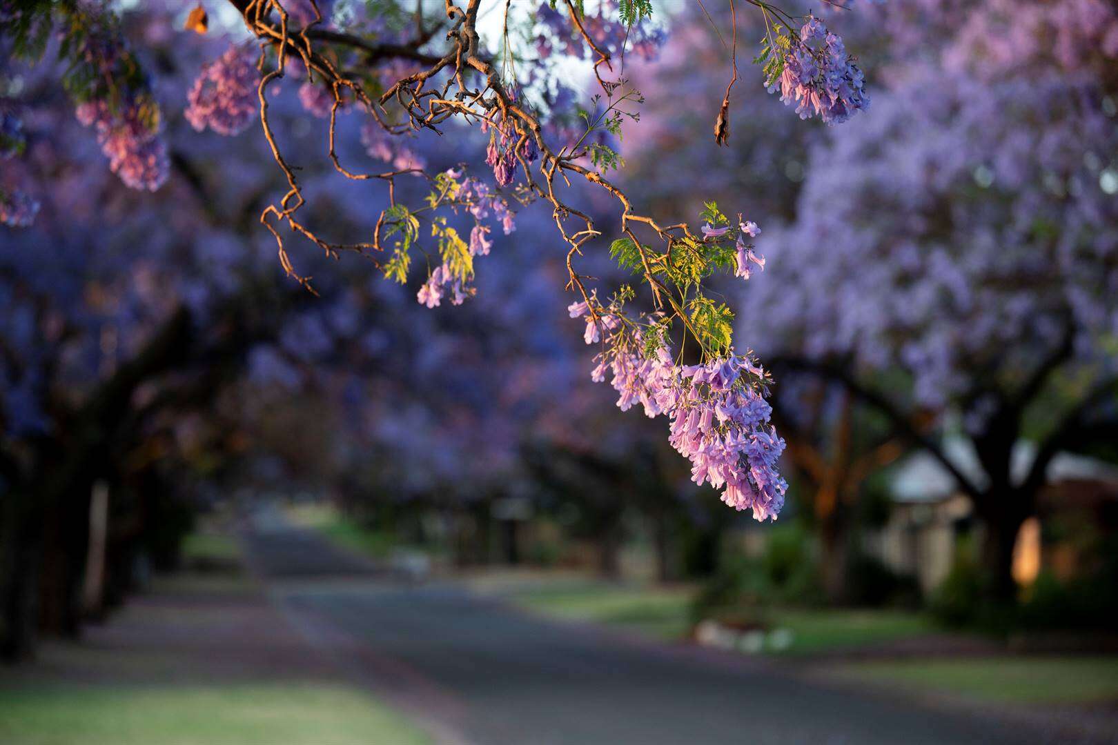 Stryd om die erkenning van kultuurwaarde van Pretoria se jakarandas duur voort