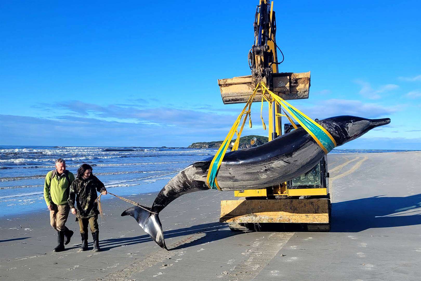 Wêreld se skaarsste walvis spoel op strand in Nieu-Seeland uit