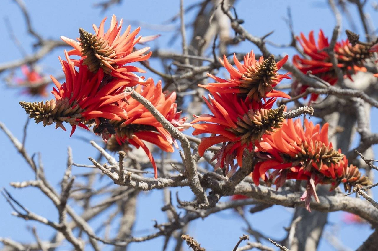 Trek jou tuinhandskoene aan – dis (amper) heerlike lente (in die Noorde)