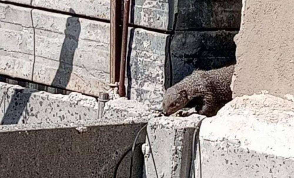 Mongoose sightings in Khayelitsha stir concern among residents