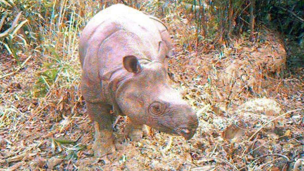 'Sets a strong precedent': Indonesian Javan rhino poachers hit with long prison sentences