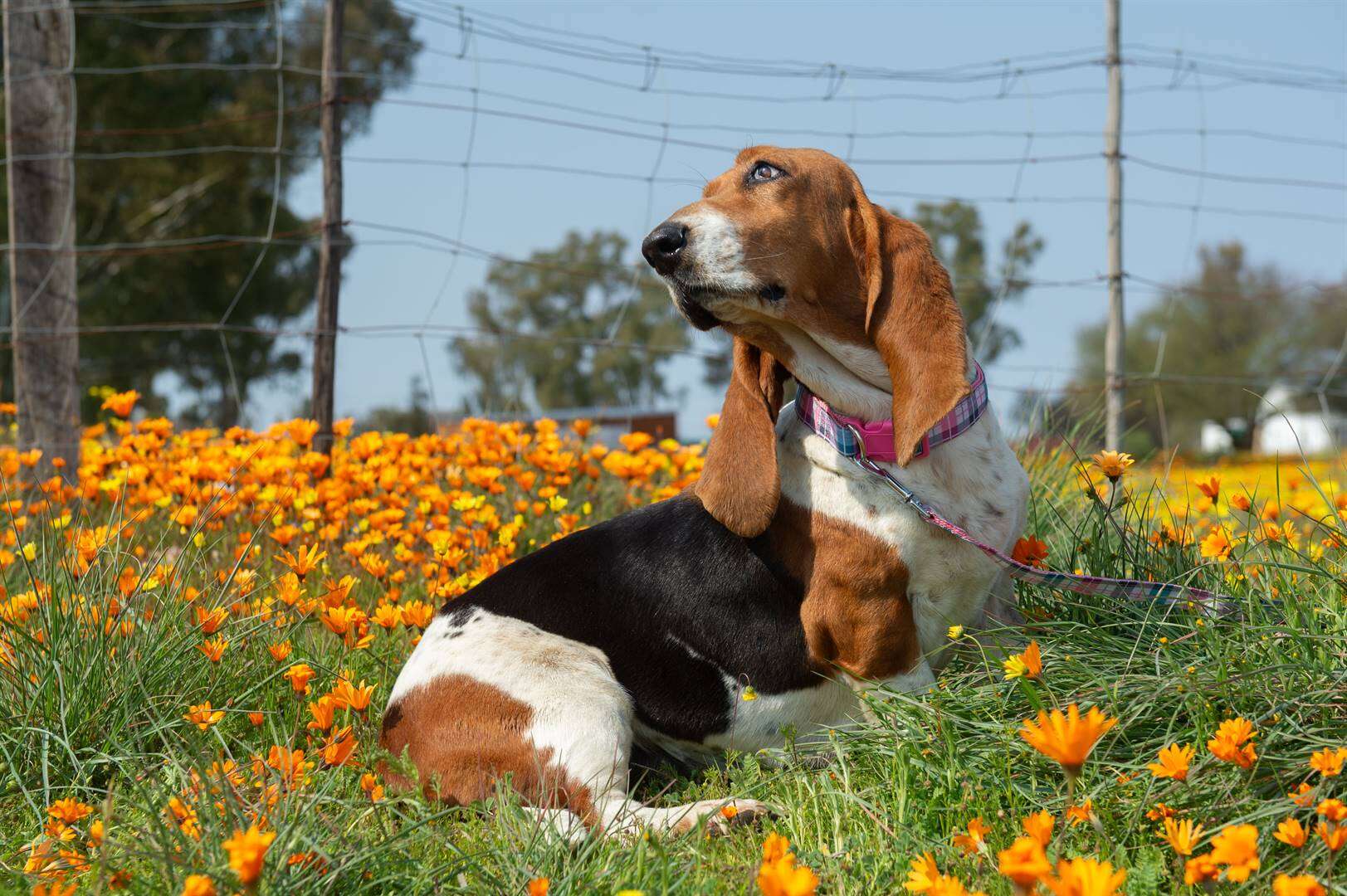 Noord-Kaap gooi blommeprag en gasvryheid oop vir toeriste