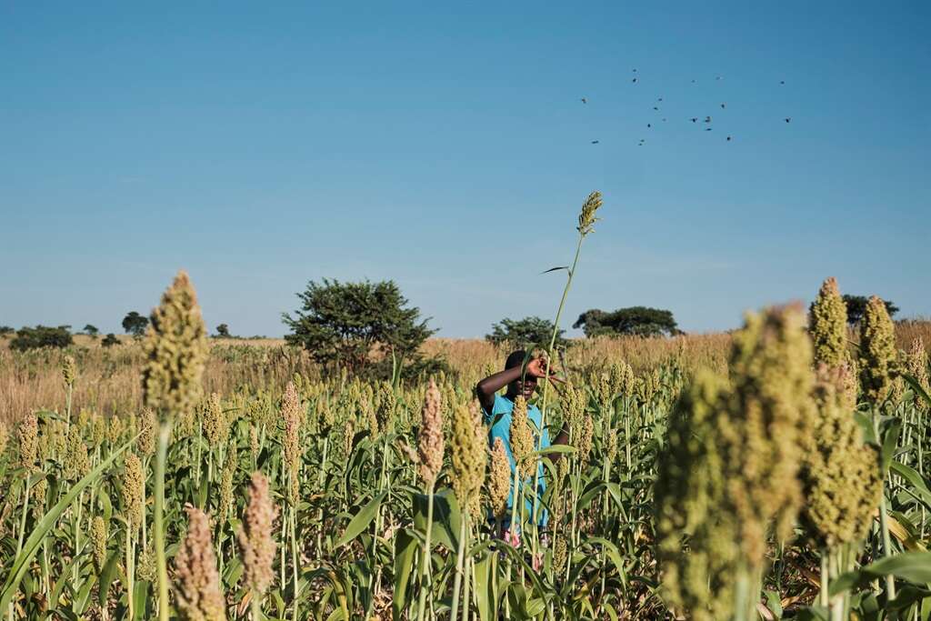 30 m. mense in Suider-Afrika op die rand van hongersnood