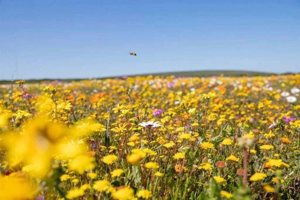 Postberg-gebied in Weskus-park oop vir blommeseisoen
