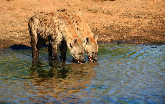 'Nature is sometimes cruel': Hyena kills girl, 3, at Timbavati Private Nature Reserve