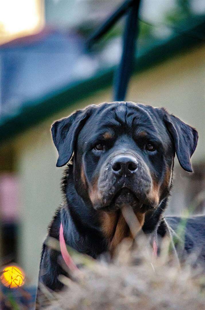 KZN-ouma en kleindogter kritiek beseer in rottweiler-aanval