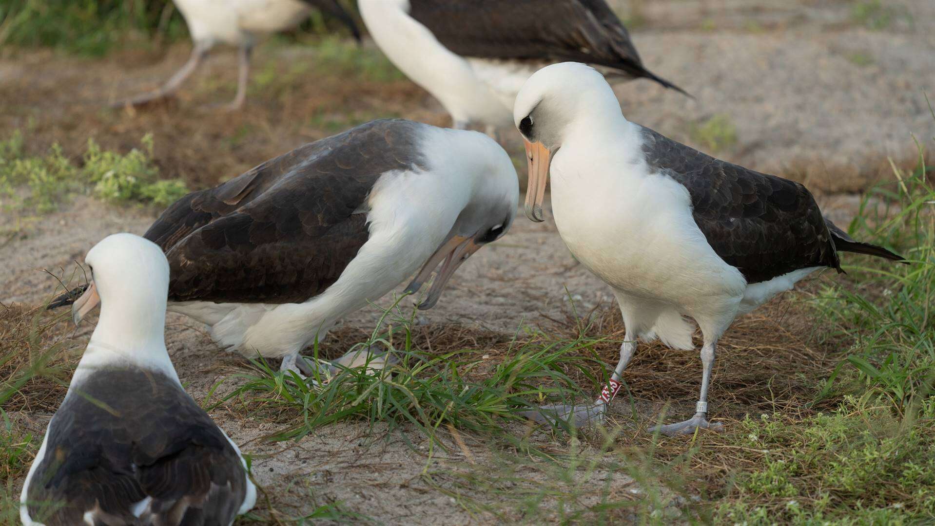 Wêreld se oudste voël, ’n 74-jarige albatros, lê ’n eier