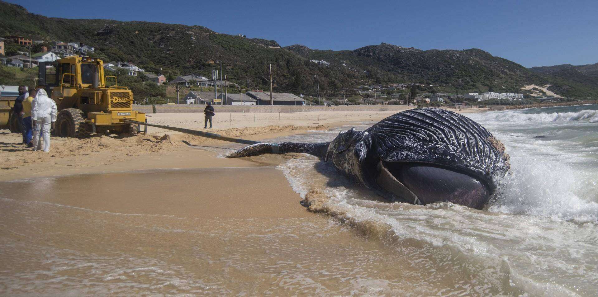 Karkas van bultrugwalvis spoel uit op strand in Simonstad