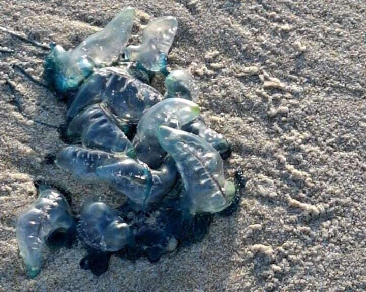 Sting operation: Eastern Cape beaches shut after visitors stung by bluebottles along shore