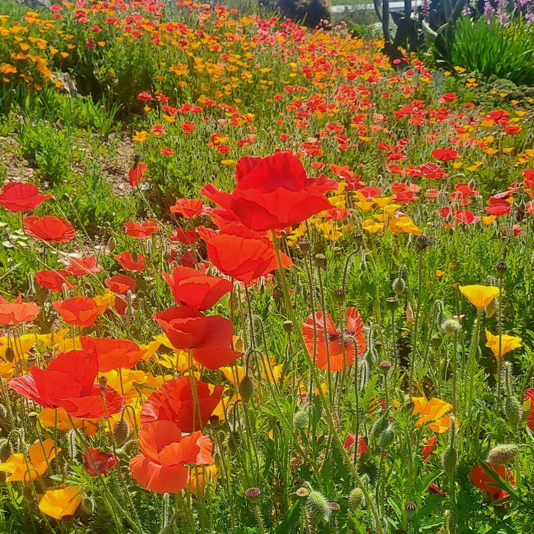 FOTO’S | Dit is hoe SA vanjaar Tuindag vier