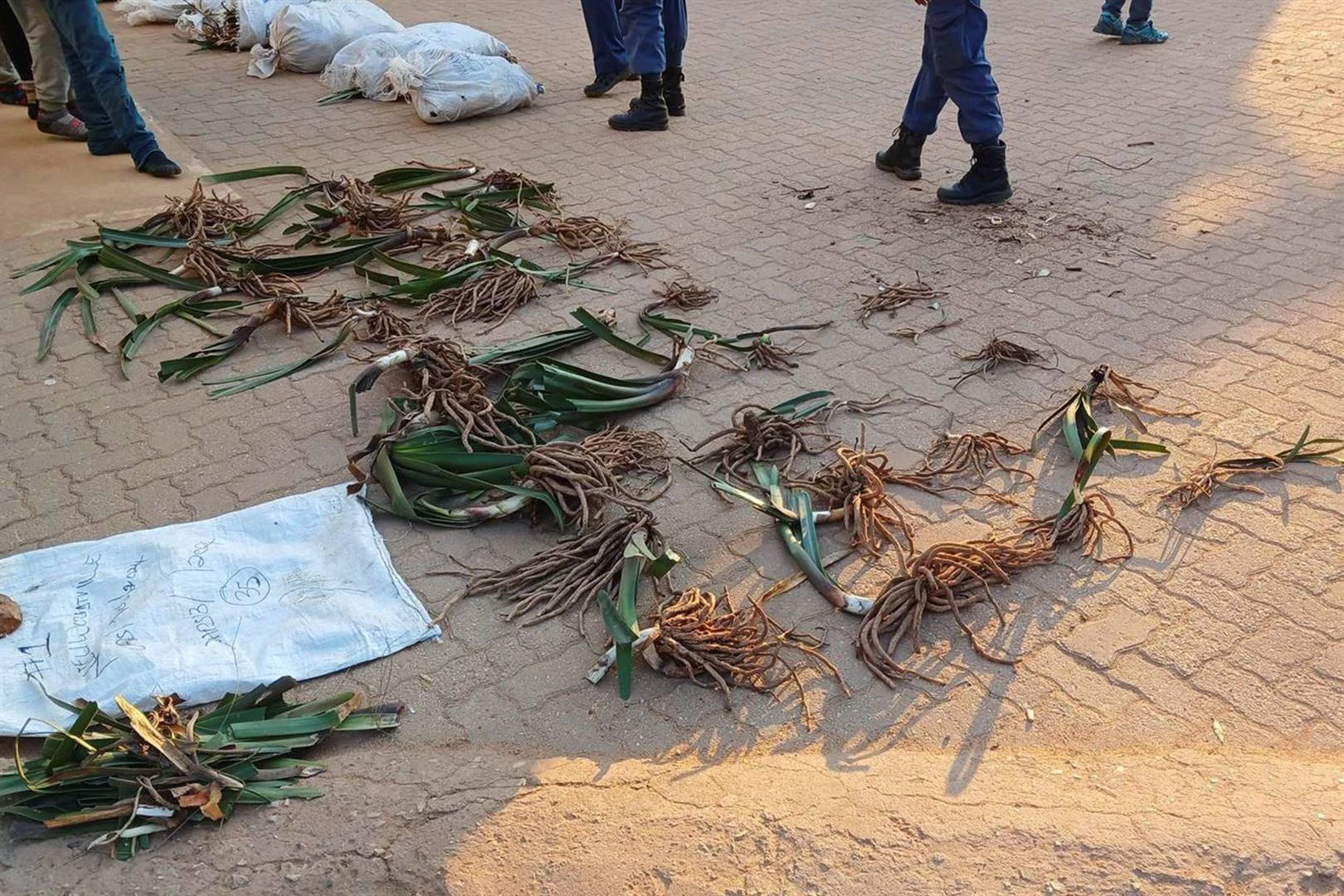 15 j. agter tralies vir plantstropers is goeie afskrikmiddel, sê DA