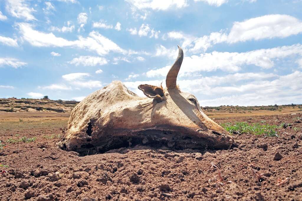 SA's record heatwaves, extreme weather: 'We weren't expecting this for another 50 years,' says expert