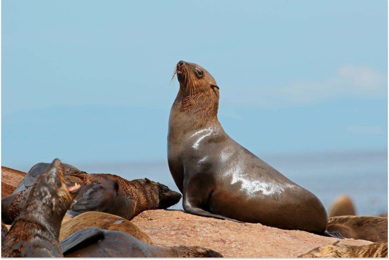 Ondersoek na hondsdolheid by rob ná voorval op Port Alfred-strand