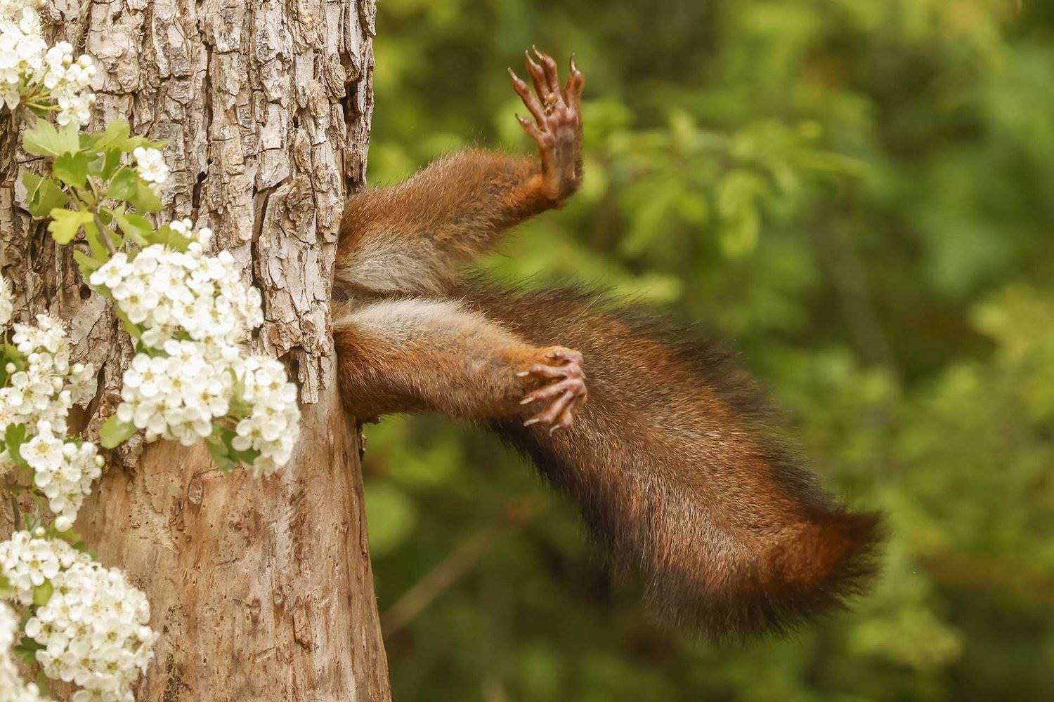 Foto van eekhoring wat ‘vassit’ wen in internasionale kompetisie