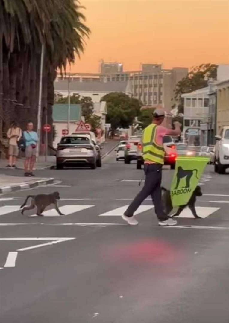 Hokaai daar, hier kom Simonstad se bobbejaan-patrollie