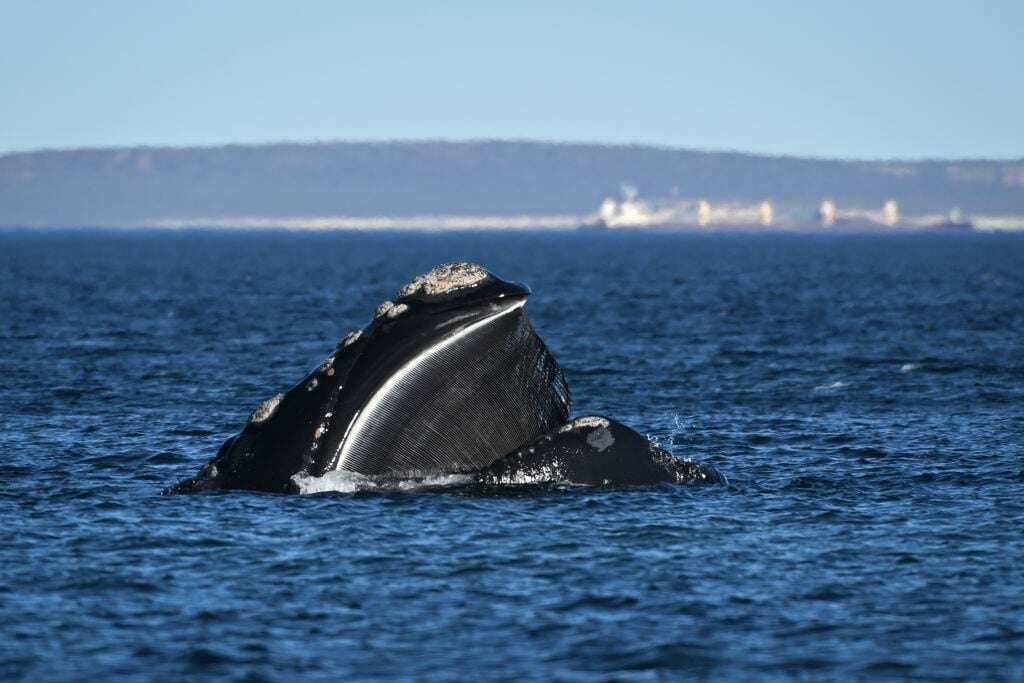 Off Argentina's Patagonian coast, whales and their calves dive deep for food