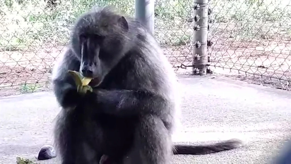Cape Town reintroduces paintball guns to keep baboons out of residential areas