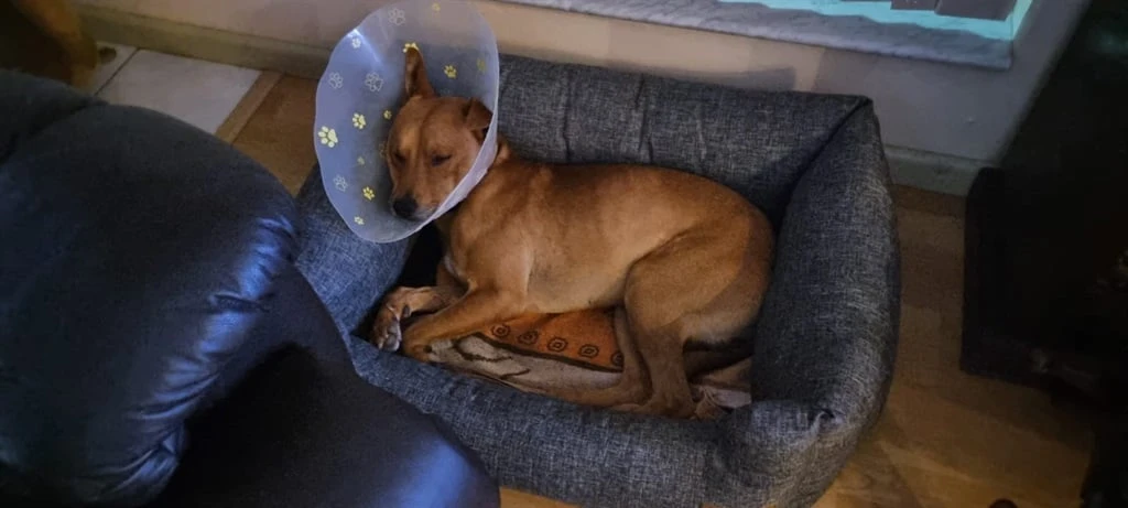SEE | Sergeant the dog reports for duty at new home after pining for dead owner for weeks